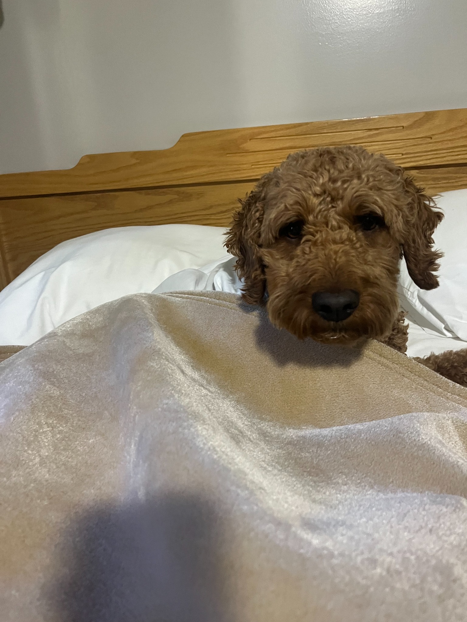 Ace resting his head on the blankets in bed