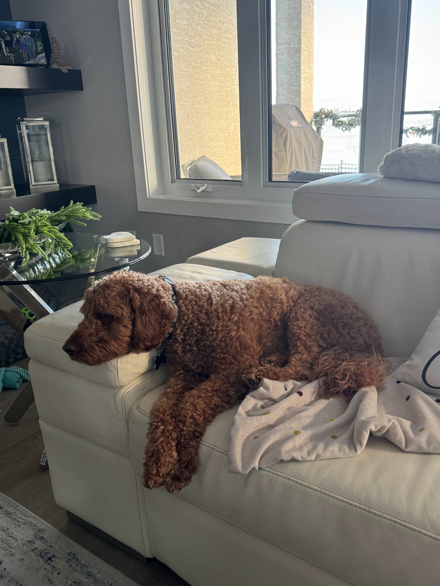Ace sprawled across the couch with his front paws hanging over the edge