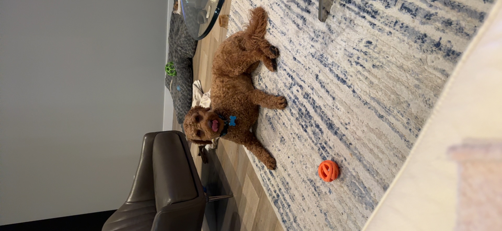 Ace taking a break on the rug with an orange ball nearby and his tongue out
