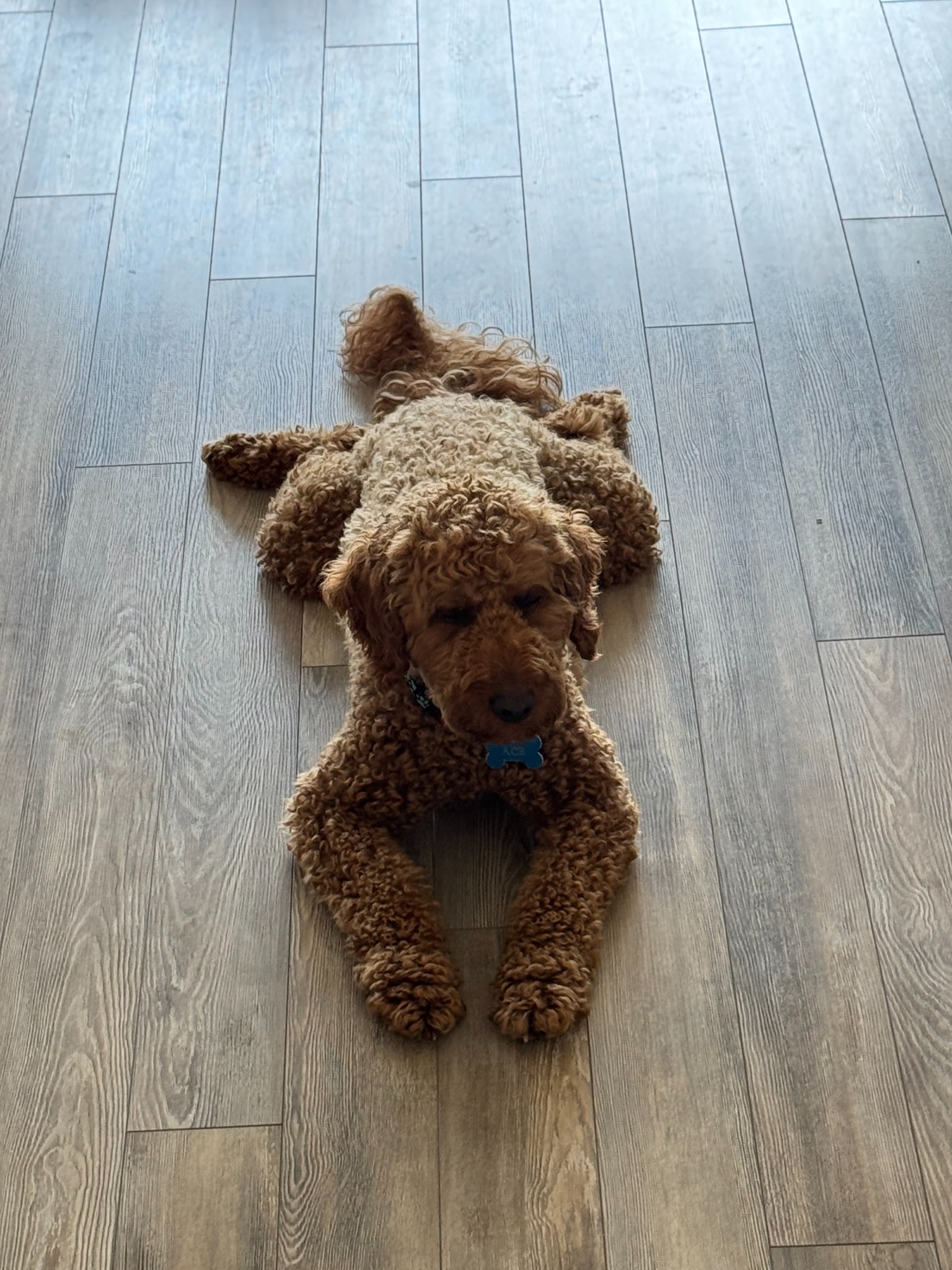 Ace stretched flat on the floor with his paws out front